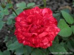 Red Intuition-374.jpg